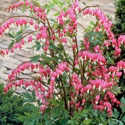 Dicentra spectabilis vaso...