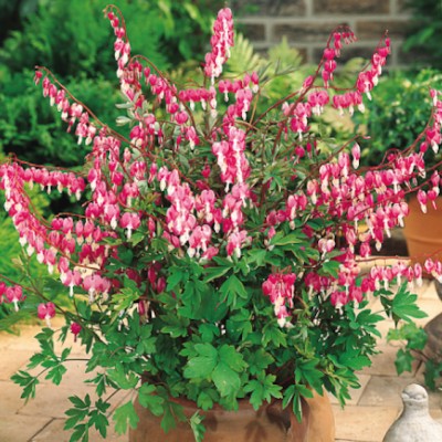 Dicentra spectabilis vaso...