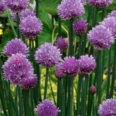 Erba Cipollina (Allium...