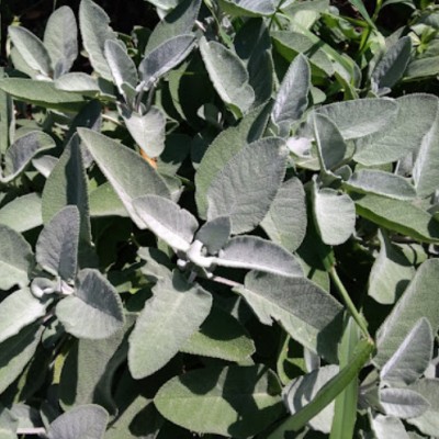 Salvia Officinalis vaso 14