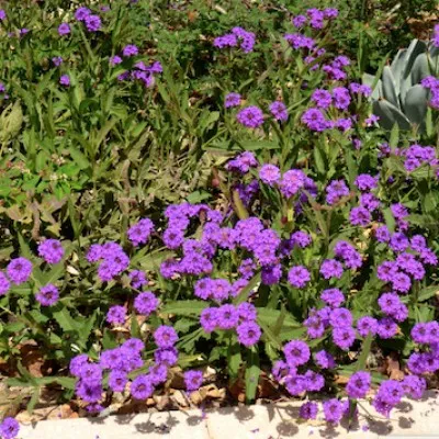 Verbena Pulchella...