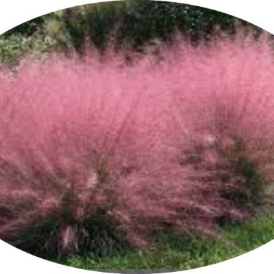 Muhlenbergia capillaris vaso 9