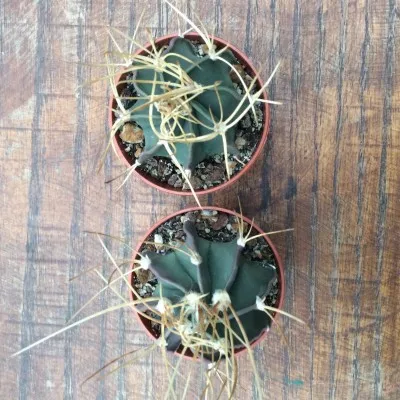 Astrophytum Senile aureum