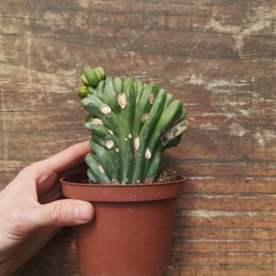 copy of Myrtillocactus...