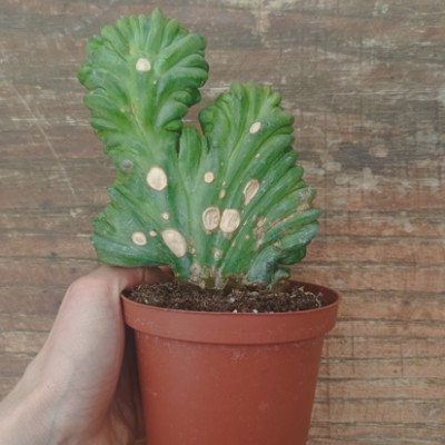 copy of Myrtillocactus...