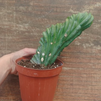 copy of Myrtillocactus...