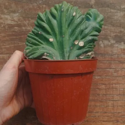 copy of Myrtillocactus...