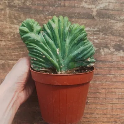 copy of Myrtillocactus...