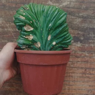 copy of Myrtillocactus...