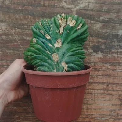 copy of Myrtillocactus...