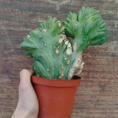 copy of Myrtillocactus...