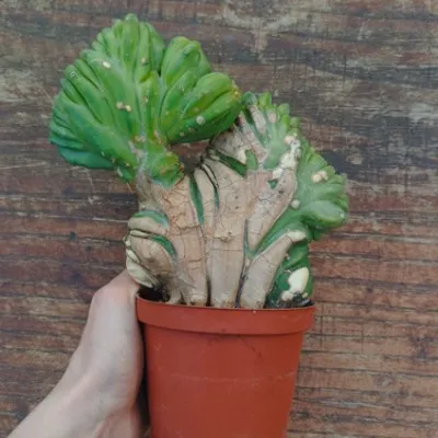 copy of Myrtillocactus...