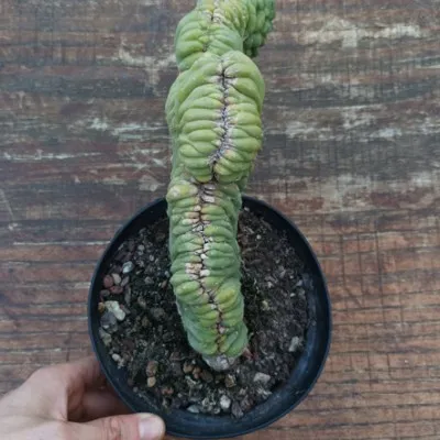 copy of Trichocereus pachanoi