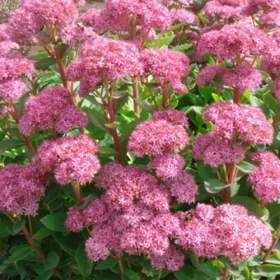 Sedum spectabile 'Carl' 9...