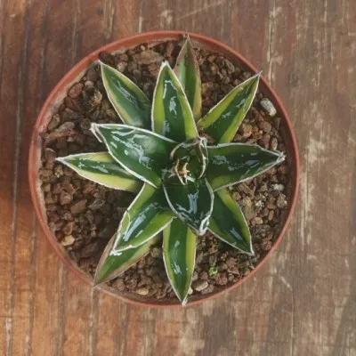 Agave Kizan v10