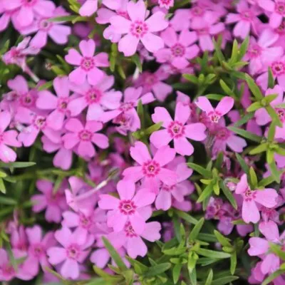 Phlox subulata...