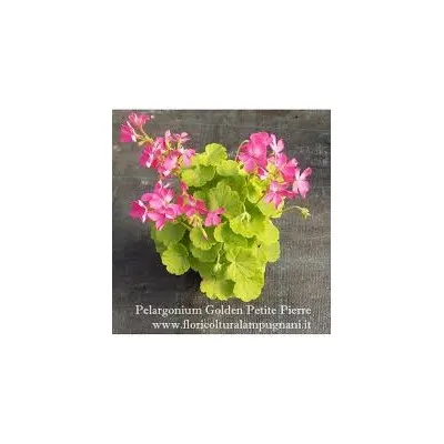 copy of Pelargonium Green...