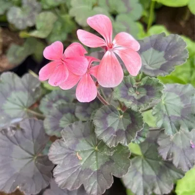 copy of Pelargonium...