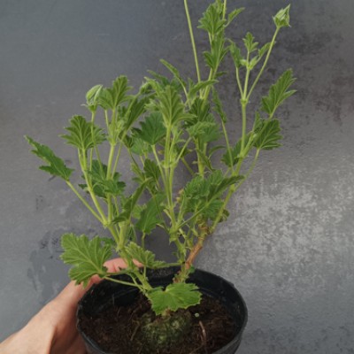 Pelargonium Freshan