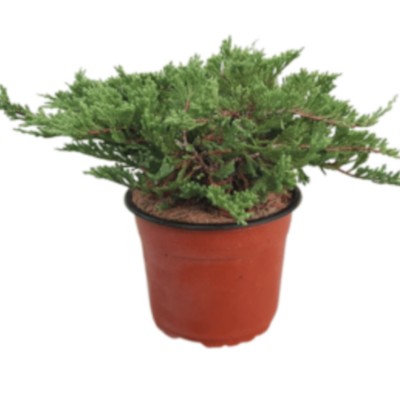 Juniperus Sabina...