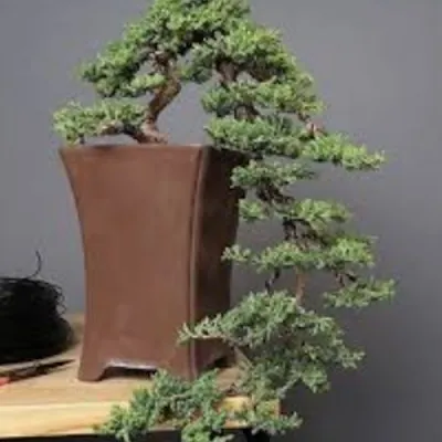 Juniperus Sabina...