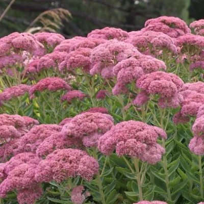 Sedum spectabile Autumn joy...