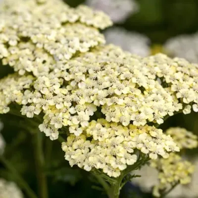 copy of Achillea ageratum...