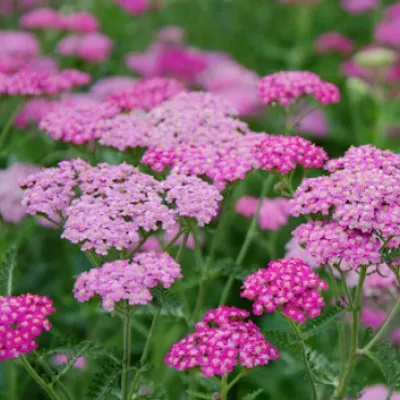 copy of Achillea ageratum...