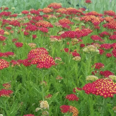 Achillea millefolium desert...