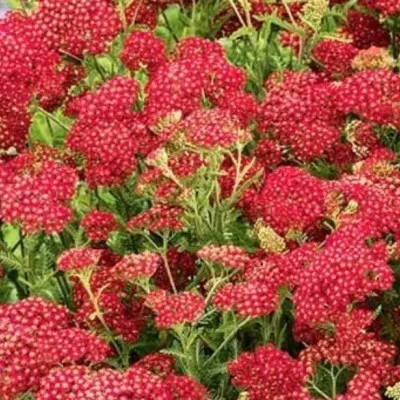 Achillea millefolium...