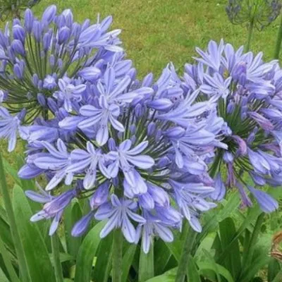 copy of Agapanthus 'Blue...