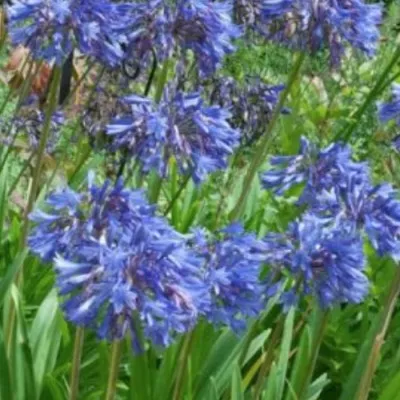 copy of Agapanthus 'Blue...