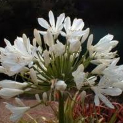 Agapanthus Umbellatus Alba...