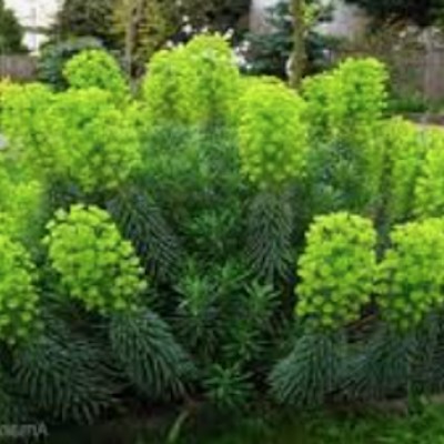 Euphorbia Characias vaso 11x11