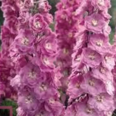 Delphinium pacific magic F....