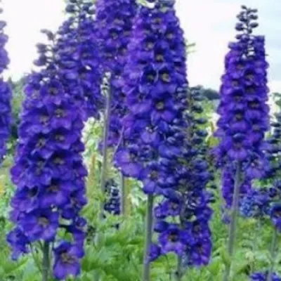 copy of Delphinium pacific...