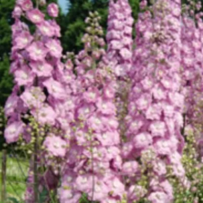 copy of Delphinium pacific...