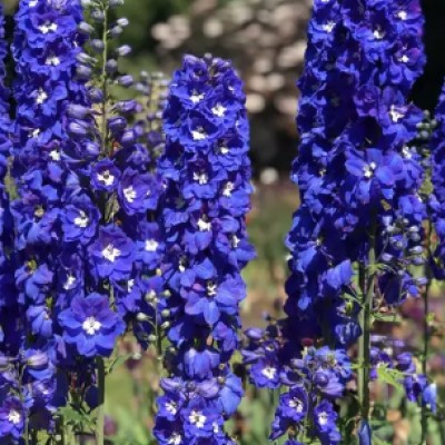 copy of Delphinium pacific...