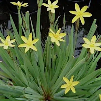 Sisyrinchium Californicum