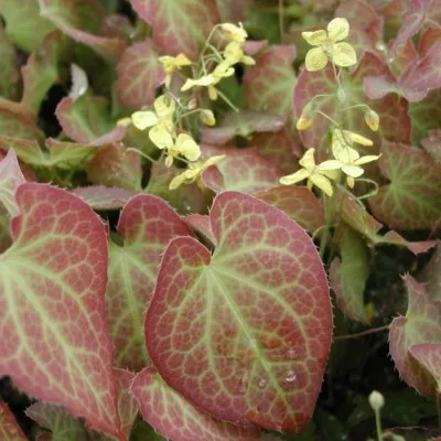 Epimedium Perralchicum...