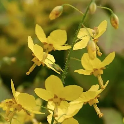 Epimedium Perralchicum...