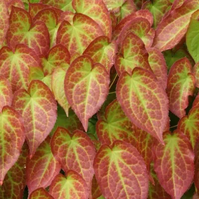 Epimedium x Rubrum vaso 9