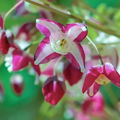 Epimedium x Rubrum vaso 9