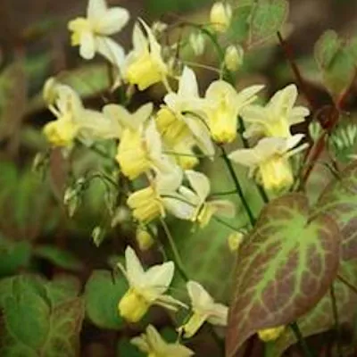 Epimedium x Versicolor...