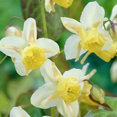 Epimedium Versicolor...