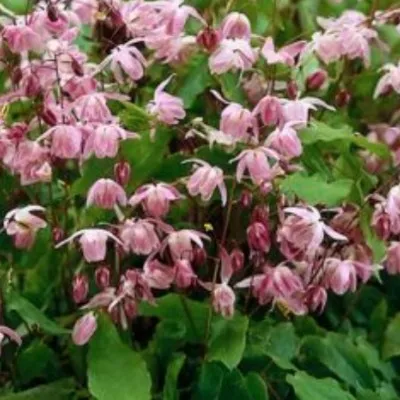 Epimedium x youngianum...