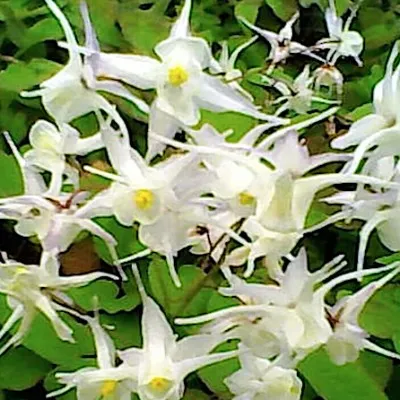 Epimedium x youngianum...