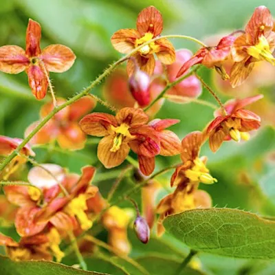 Epimedium x Warleyense vaso 9