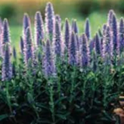 Veronica Spicata nana vaso 14