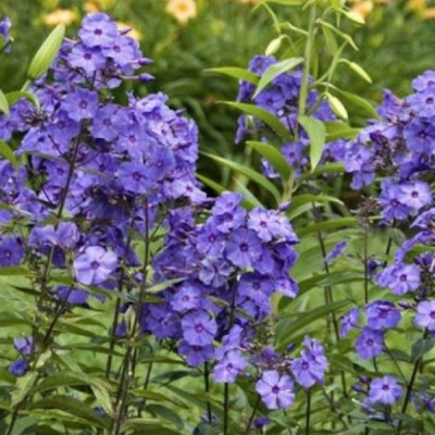 Phlox paniculata 'Blue...